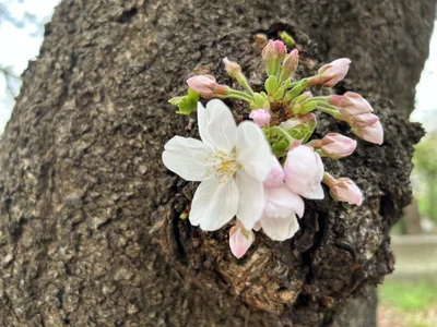 Ramu_namu Public Pic 5