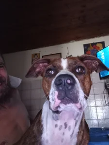 Pintiliescu Public Pic 6