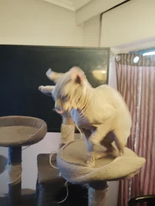 barbaszztopのMis gatosの 7枚の写真