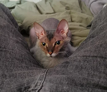 SelmaCarolfi My Little Pussy Bilde 6