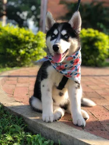 yeliana_sexxy my pets Pic 8