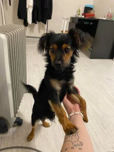 velvet_secrett's My little friends 🐶🐱 Sex Photo 1