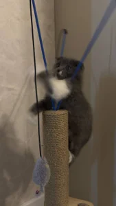 angelic babyyyyy😍😍😍 de AliceBrayan  2 Imagens