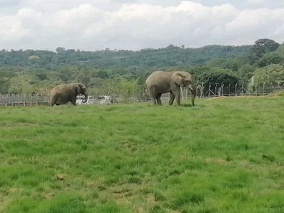 Goddess_blowjob US Pic 6