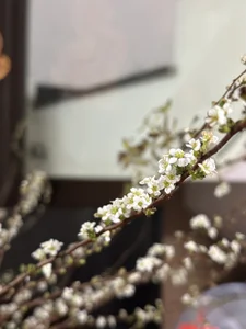 Cubuzinu Public Pic 4