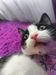 Susa1userma_ Meet my pets Oliver and Dulce🥰 Hình 2