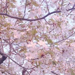 YUNOCHI_nyanko Public Pic 2