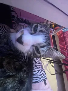 chickenlittle_uwu bebe (my cat the reason im still alive uwu) Pic 8