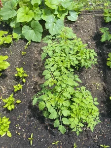 Gardening de sunnydude255 Foto 7