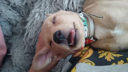 charlotbelucci_ My baby 🐶 Foto