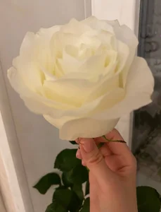 Zdjęcia AriellaTesk Gifts from Members:  5