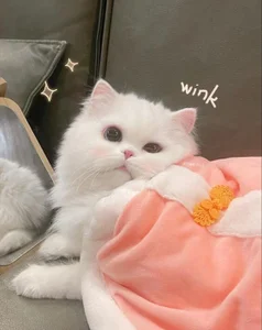 _Sirimiri_Public图片