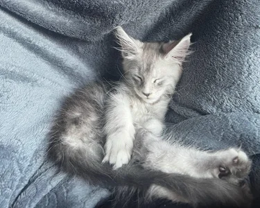 Lana__May everyone loves cats Bilde 3