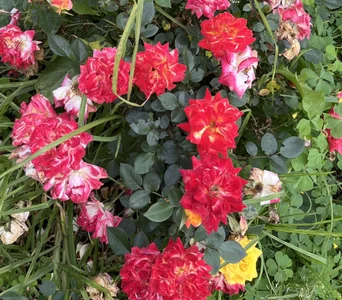 Loren_parissi 🍃🌺 Pic