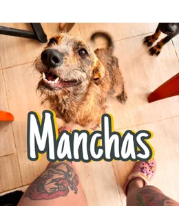 Redlu_1 Family Dogs fundation♥ Hình 6