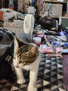 07YUKIO 猫レオ Pic 8