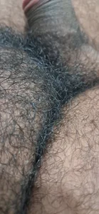 Pentelhos de Negodabenga  2 Imagens