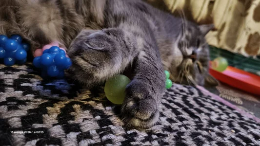 swett_girll my cat 🥰🐈 Hình 2