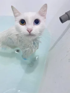 My cutties cat Asya :3 de NovaEva_ Foto 3