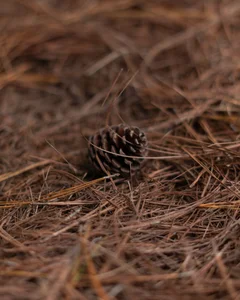 Secrets Among the Pines