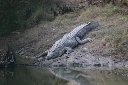 Bengali_hot_boy Public  5টি ছবি