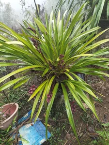 lia-coys XXX nøgenfoto 2