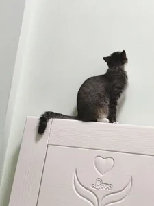 Lazycats-01 咩咩的猫 Εικόνα 2