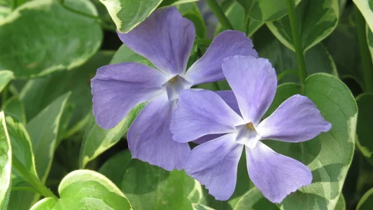 AngelwithEcup 春天来了 Spring comes Foto 7