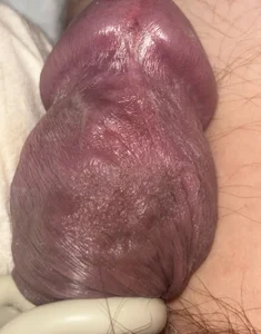 Cock tied up de JJG327  4 Imagens