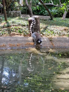 Ivanna_Diamon Zoo! i love it 😍 Pic 8