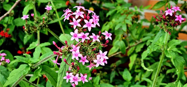 Kore_Persephone 📸🩵🪷🌻My Friends the Flowers🌻🪷🩵📸🎬🌿🥀 사진 6