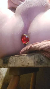 UnmownArminian Plug anal Hình 7