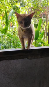 NChai5259 Public Foto 3