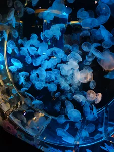 Pui-ChPublic图片 2