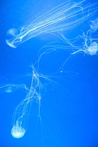 Yurie_ Public Immagine  5