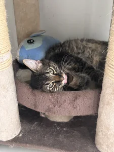 Selen_Extasis My babies and owners of my money🐱🐈‍⬛❤️ Poză 8