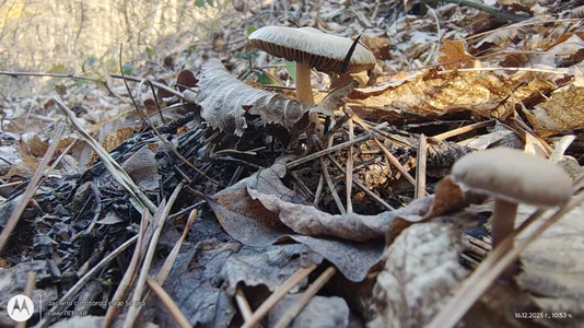 EssentialSunset0 Public Fotka 2