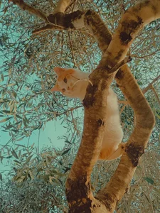 HoneyHaven_ 🐾🌙🍃 Immagine  6