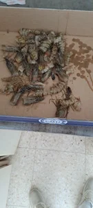 forexxxx_man My dinner and breakfast . fénykép