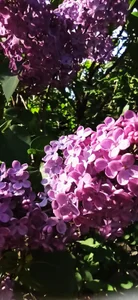 LovelyHelena My garden Pic 2