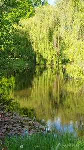 __MaryLee__ Spring in the forest Hình 5