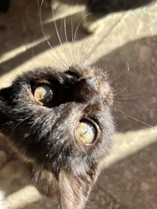 MistyBarnes cats Pic 4