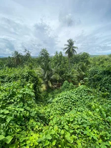 Prettybuddy Ha2 зображення 2