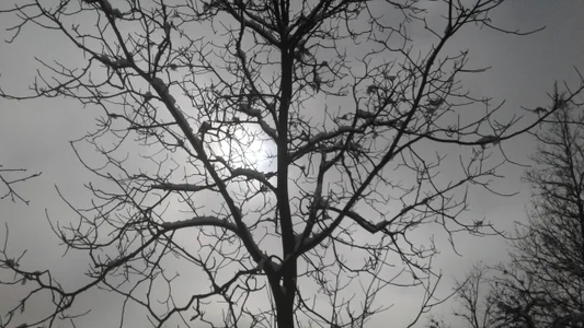 ExquisiteMature Winter Sun Poză 8