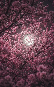 HollyGibson my aesthetics Pic 3