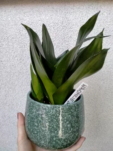 Zdjęcia SluttyBanana Plants from my lovers <3 wanna buy me plant? Check my tip menu:): 