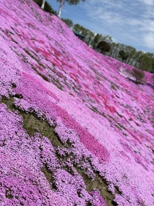 manami_Hcup Public Bilde 5