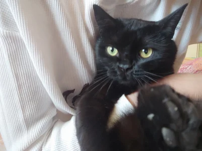 GumusGuray ❤️ my cat ❤️ Pic 4