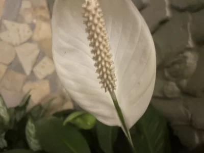 Public de regina_noctixx  Imagens