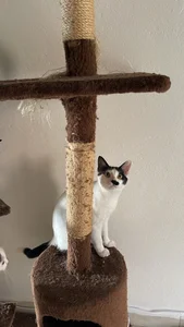 JoselinFlower_ my pets (✿◡‿◡) зображення 6